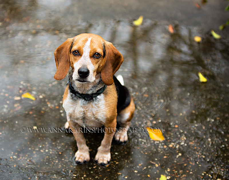 Beautiful Beagle in the rain, classig beagle portrait, Dog photographer