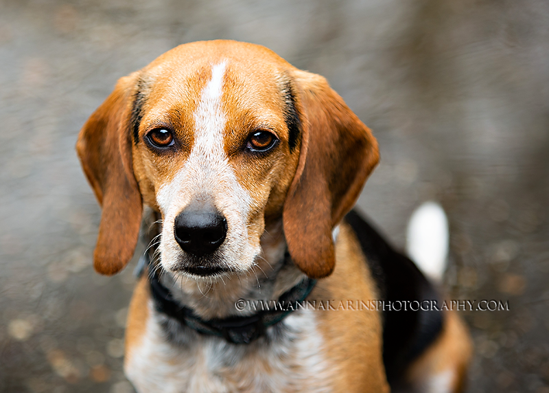 Close up of beautiful Beagle dog. Dog portraits, Fine art pet photographs