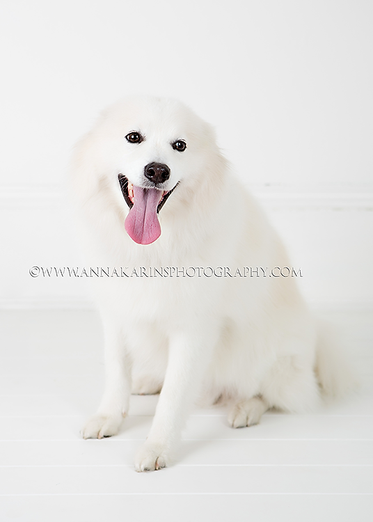 American Eskimo Dog, White furry dog