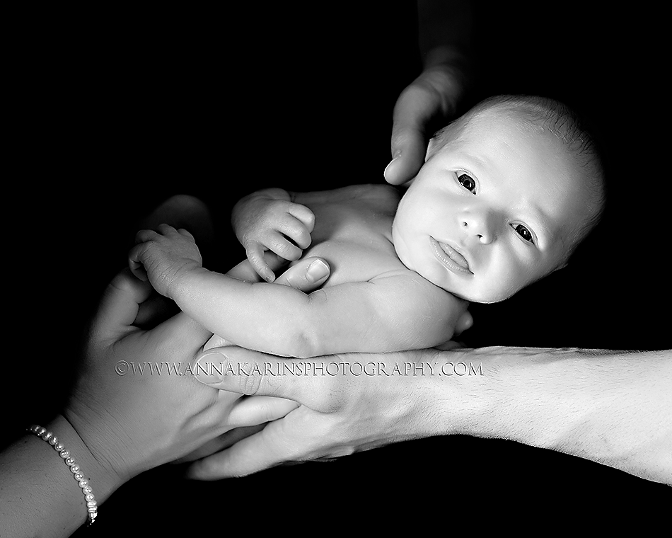 timeless bw newborn portrait of baby  curled up in parents arms